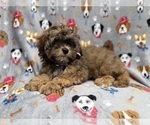 Small #2 Shih-Poo