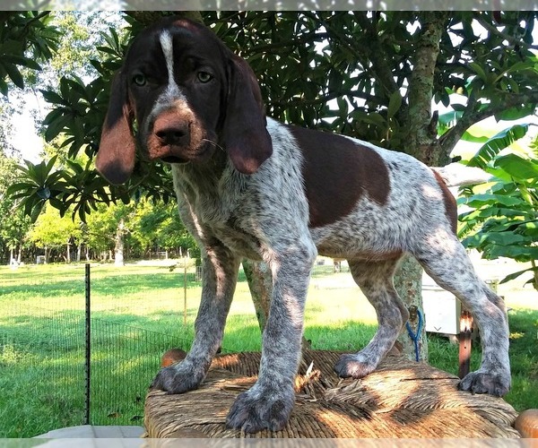 Medium Photo #1 German Shorthaired Pointer Puppy For Sale in ELBERTA, AL, USA