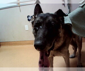 German Shepherd Dog Dogs for adoption in Martinez, CA, USA
