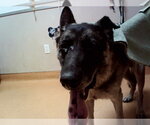 Small German Shepherd Dog