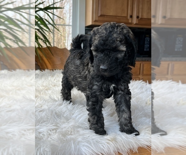 Medium Photo #1 Poodle (Standard) Puppy For Sale in ELKTON, KY, USA