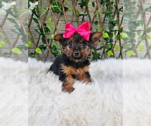 Yorkshire Terrier Puppy for sale in INDIANAPOLIS, IN, USA