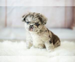 French Bulldog Puppy for sale in PALM SPRINGS, CA, USA