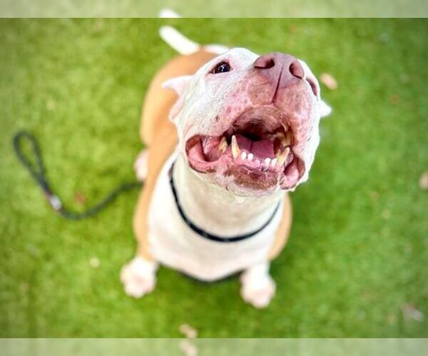 Medium Photo #3 Bullypit Puppy For Sale in Orlando, FL, USA