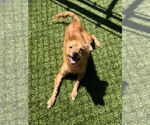 Small Chihuahua Mix