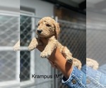 Puppy Kramus Goldendoodle