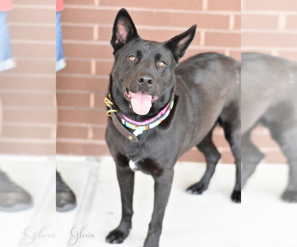 Medium Photo #1 Dutch Shepherd -Labrador Retriever Mix Puppy For Sale in The Woodlands, TX, USA