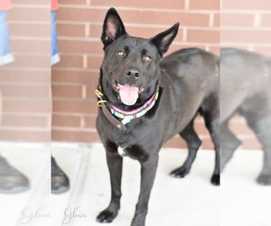 Dutch Shepherd -Labrador Retriever Mix Dogs for adoption in The Woodlands, TX, USA