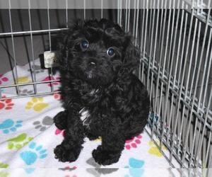 Cavalier King Charles Spaniel-Poodle (Toy) Mix Puppy for sale in ORO VALLEY, AZ, USA