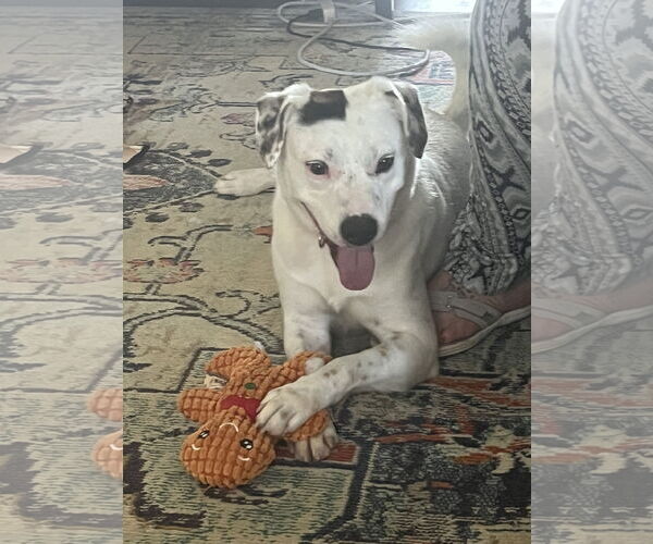 Medium Photo #33 English Setter-Labrador Retriever Mix Puppy For Sale in Rustburg, VA, USA