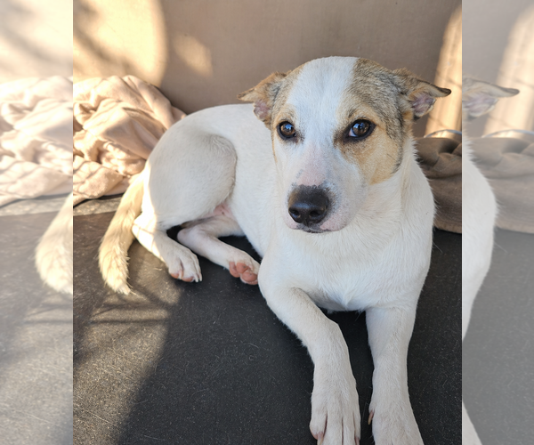 Medium Photo #2 Mutt Puppy For Sale in Cranston, RI, USA