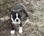 Puppy Charlie Boston Terrier