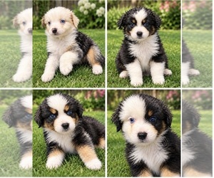 Australian Shepherd Litter for sale in GAINESVILLE, FL, USA
