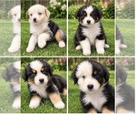 Litter of 6 - Male(s) and Female(s) Australian ShepherdLitter of Puppies for Sale - Small photo