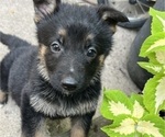 Small Photo #39 German Shepherd Dog Puppy For Sale in WINONA, MN, USA