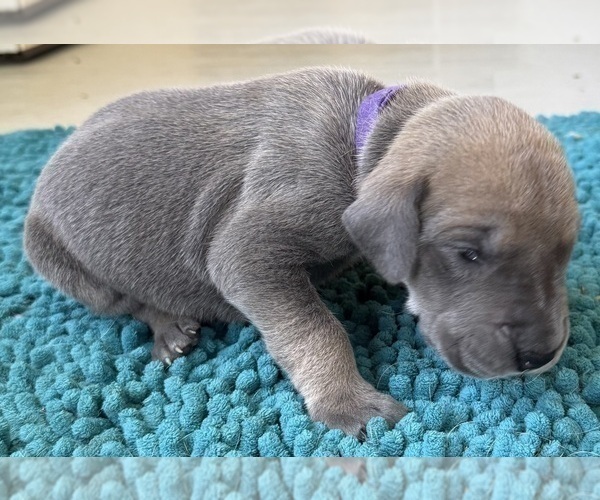 Medium Photo #4 Great Dane Puppy For Sale in GALLOWAY, OH, USA