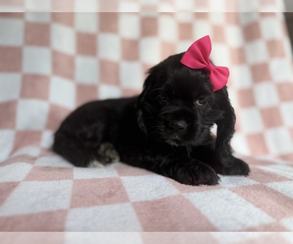 Medium Photo #6 Cocker Spaniel Puppy For Sale in LAKELAND, FL, USA