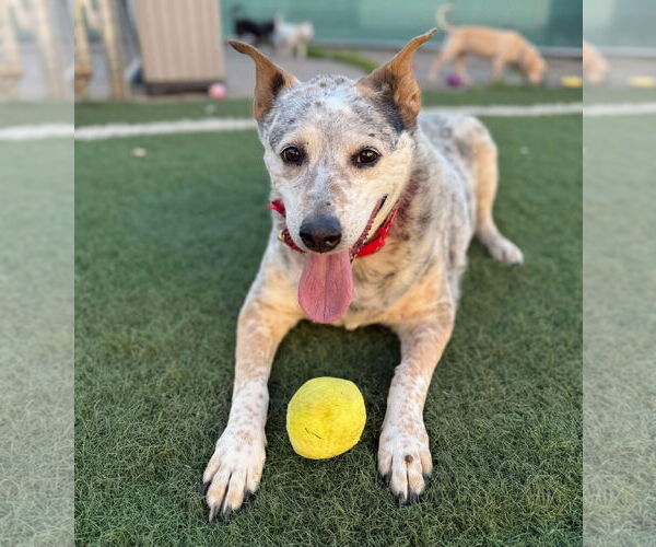 Medium Photo #10 Mutt Puppy For Sale in phoenix, AZ, USA
