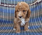 Puppy 1 Poodle (Miniature)