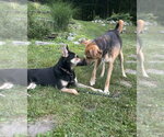 Small #22 Australian Kelpie-German Shepherd Dog Mix