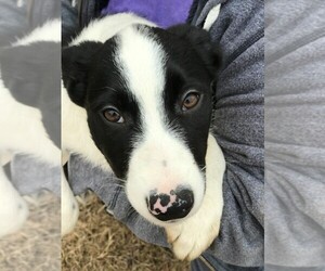 Border-Aussie Puppy for sale in STAFFORD SPRINGS, CT, USA