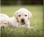Puppy Coconut Labrador Retriever