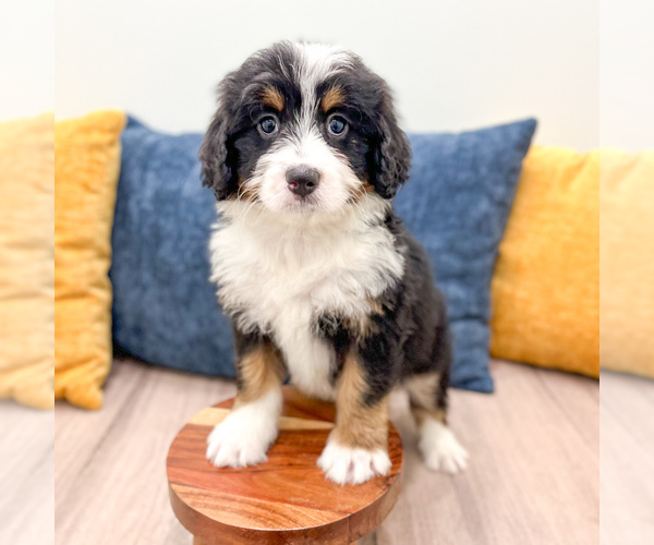 Medium Photo #5 Bernedoodle (Miniature) Puppy For Sale in DUNDEE, OH, USA