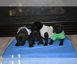 Small Photo #4 Cane Corso Puppy For Sale in MAGNOLIA, TX, USA