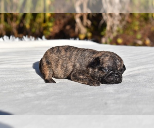 Medium Photo #4 Pug Puppy For Sale in PALM COAST, FL, USA