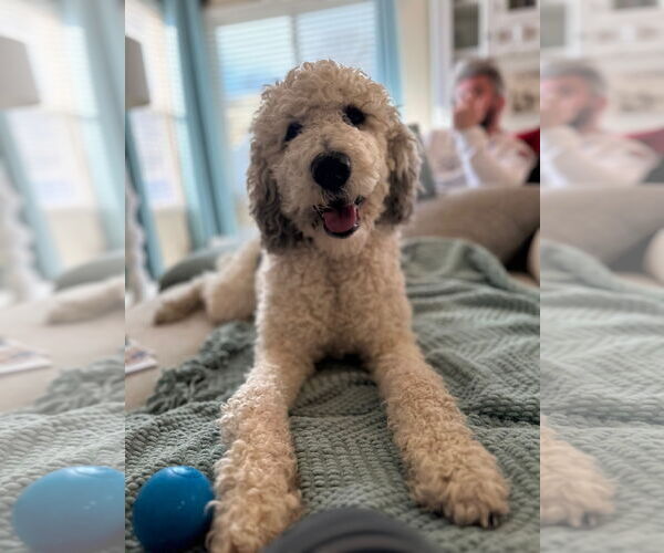 Medium Photo #7 Mutt Puppy For Sale in Sandy, UT, USA