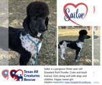 Small Photo #1 Poodle (Standard) Puppy For Sale in Lillian, TX, USA