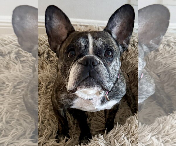 Medium Photo #4 French Bulldog Puppy For Sale in Boca Raton, FL, USA