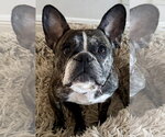 Small #3 French Bulldog