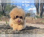 Small Photo #5 Bichpoo Puppy For Sale in OLIVE BRANCH, MS, USA