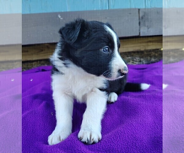 Medium Photo #8 Border Collie Puppy For Sale in NORBORNE, MO, USA