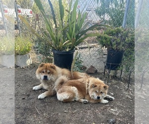 Mother of the Chow Chow puppies born on 09/10/2026