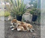 Small Photo #1 Chow Chow Puppy For Sale in FONTANA, CA, USA
