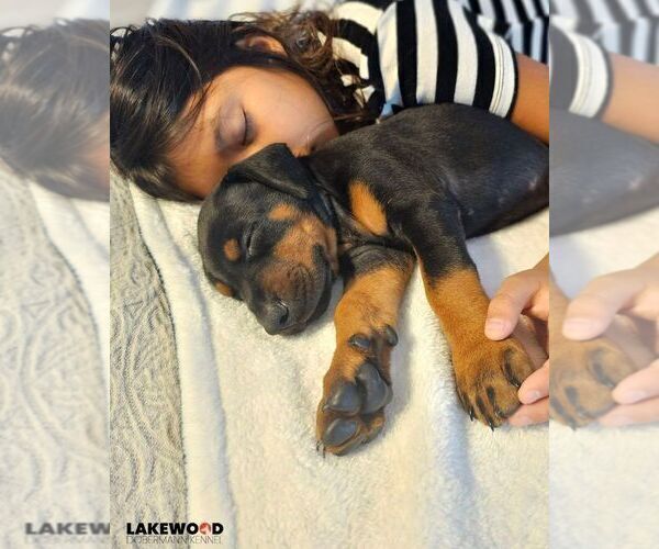 Medium Photo #5 Doberman Pinscher Puppy For Sale in FORT LAUDERDALE, FL, USA