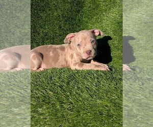 American Bully Puppy for sale in GROVETOWN, GA, USA