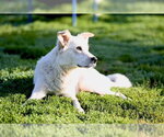 Small Great Pyrenees Mix
