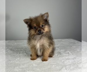 Pomeranian Puppy for sale in FRANKLIN, IN, USA