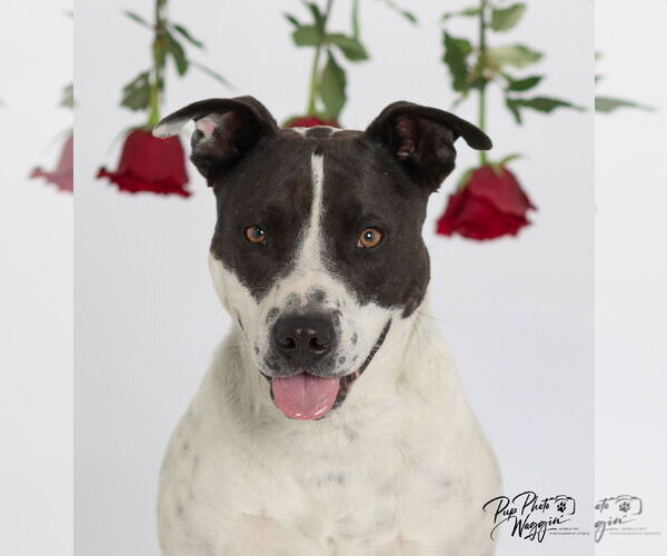 Medium Photo #2 Mutt Puppy For Sale in Winter Park, CO, USA