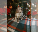 Puppy Sadie Australian Shepherd-Canaan Dog Mix