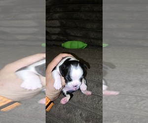 Boston Terrier Puppy for sale in MITCHELL, IN, USA