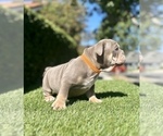 Small Photo #18 English Bulldog Puppy For Sale in HAYWARD, CA, USA