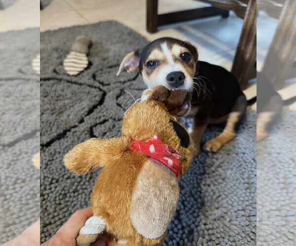 Medium Photo #6 Dachshund-Unknown Mix Puppy For Sale in Royal Palm Beach, FL, USA