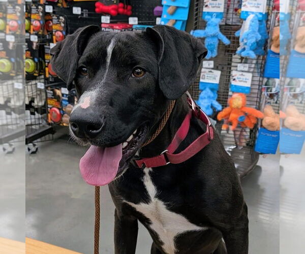 Medium Photo #2 Mutt Puppy For Sale in Rustburg, VA, USA