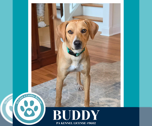 Medium Photo #1 Labrador Retriever-Unknown Mix Puppy For Sale in Kimberton, PA, USA