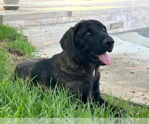 Mastiff-Unknown Mix Dogs for adoption in Riverside, CA, USA