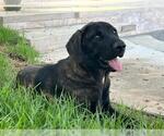 Small Mastiff Mix